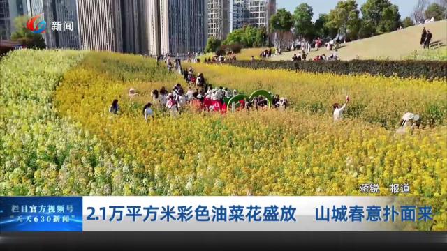 2.1万平方米彩色油菜花盛放 山城春意扑面来