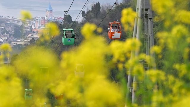 赏花+索道上春山 女性游客春游欢乐多
