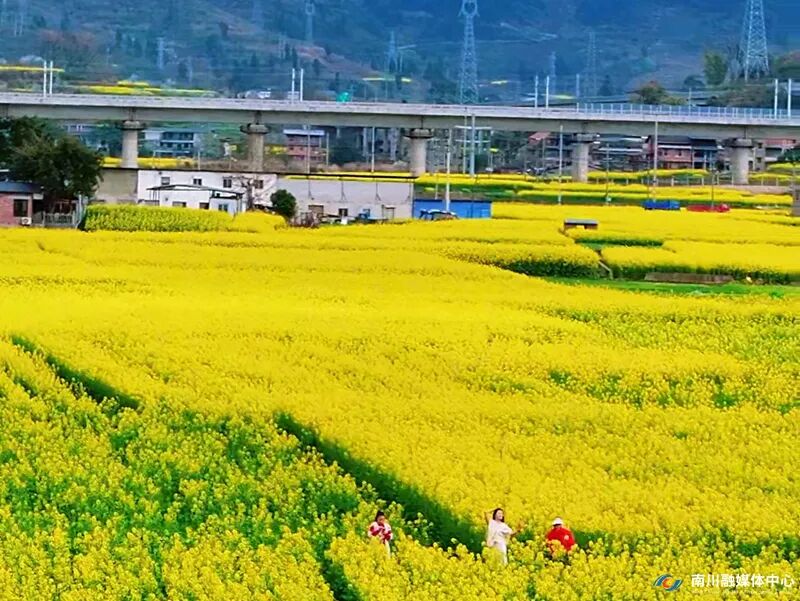 【文明旅游】南川春花次第绽放  “花之约”邀客共赴浪漫盛宴