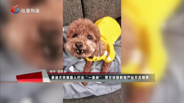 拍案热榜评 泰迪犬突袭路人吓出“一身麻” 警方依据新规严处不文明养犬
