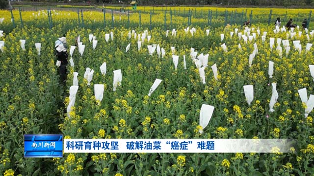科研育种攻坚 破解油菜“癌症”难题