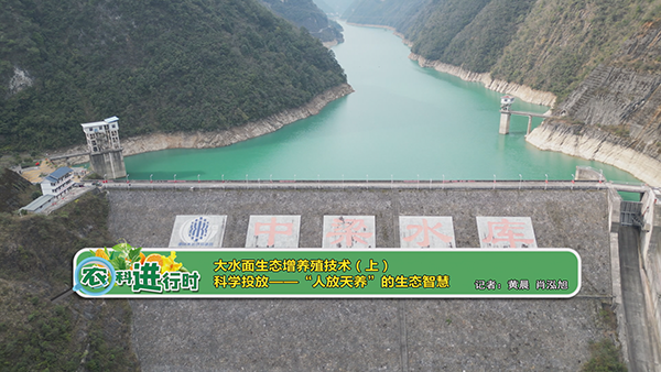 【农科进行时】大水面生态增养殖技术（上） 科学投放——“人放天养”的生态智慧