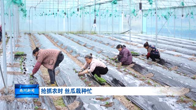 抢抓农时 丝瓜栽种忙