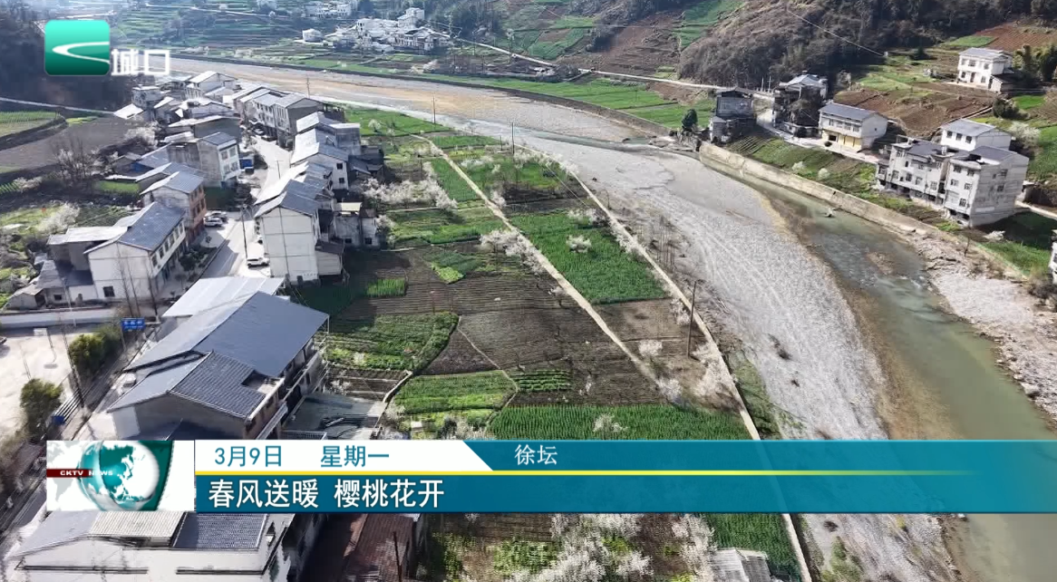 春风送暖 樱桃花开