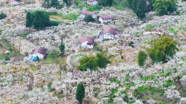 “春雪”落枝头 万亩李花漫山温柔