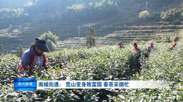 南城街道： 荒山变身致富园 春茶采摘忙
