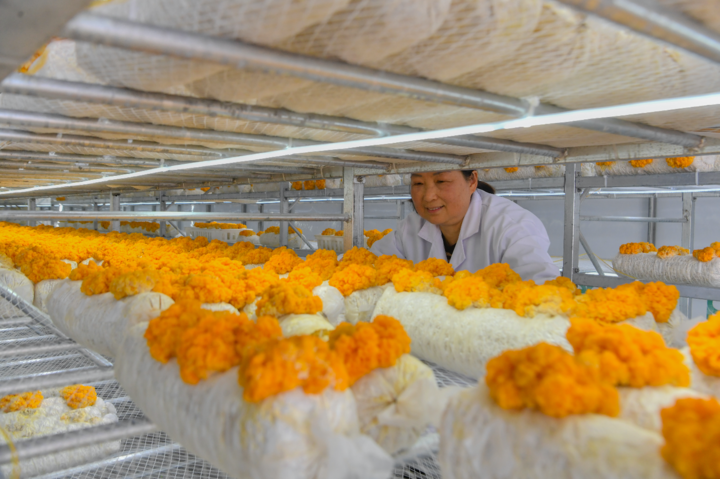 头条 工作人员查看“金耳菌”生长情况。.png