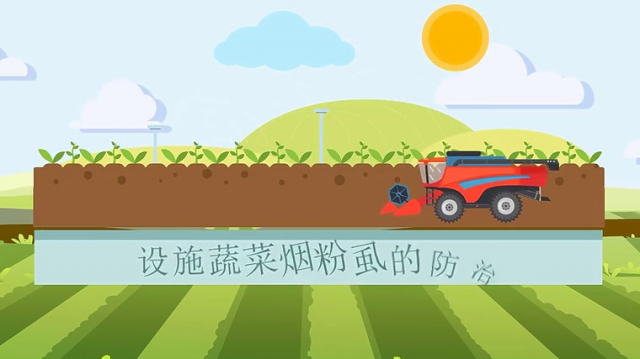 【农技短视频】设施蔬菜烟粉虱的防治