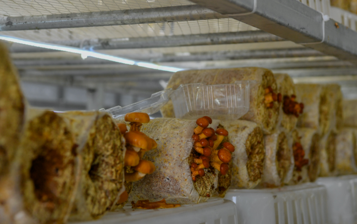 头条 滑子菇。.png