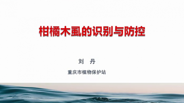 【农技慕课】柑橘木虱的识别与防控