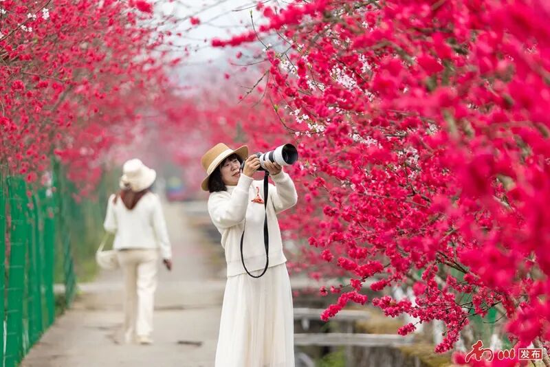 向春天出发 | 桃之夭夭，灼灼其华，白沙镇大竹村邀您共赏