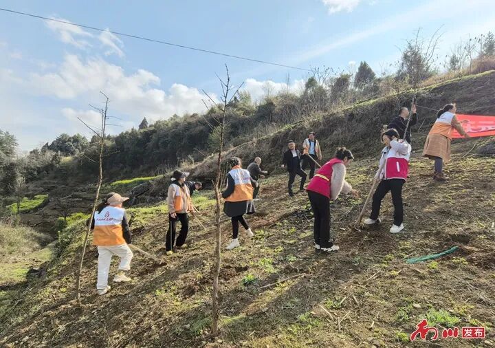 向春天出发 | 今天一起“浇”个朋友，我区各地干部群众参加义务植树