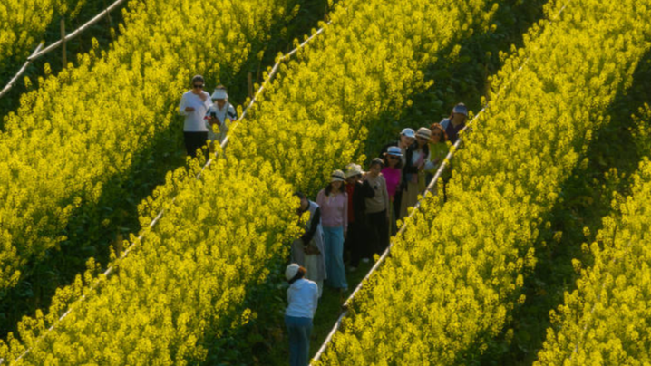 油菜收完种水稻，萝卜拔了接玉米——重庆700万亩农田“花式轮作”，实现一田双收