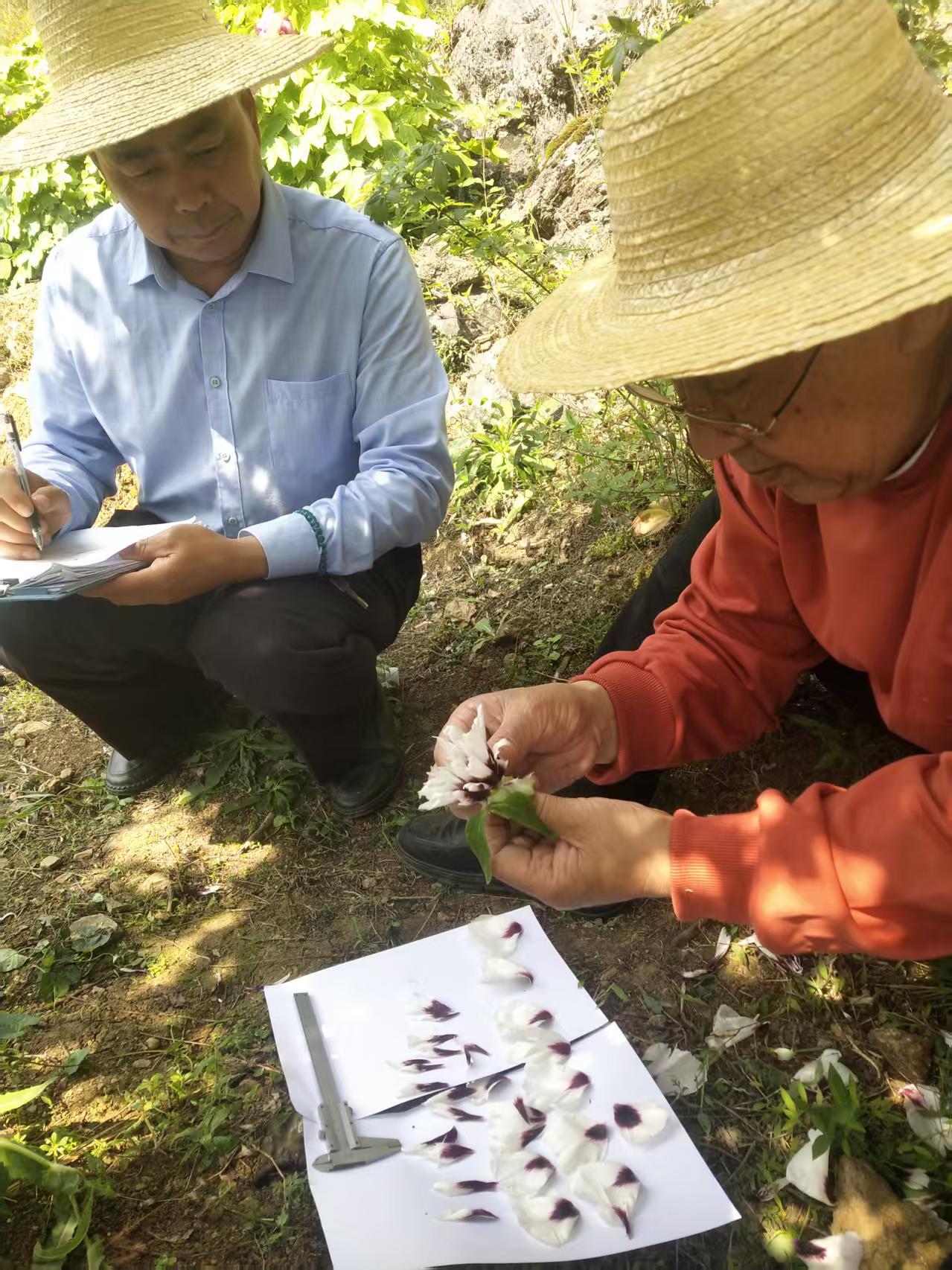 观察记录牡丹生长情况（韩 左）.jpg