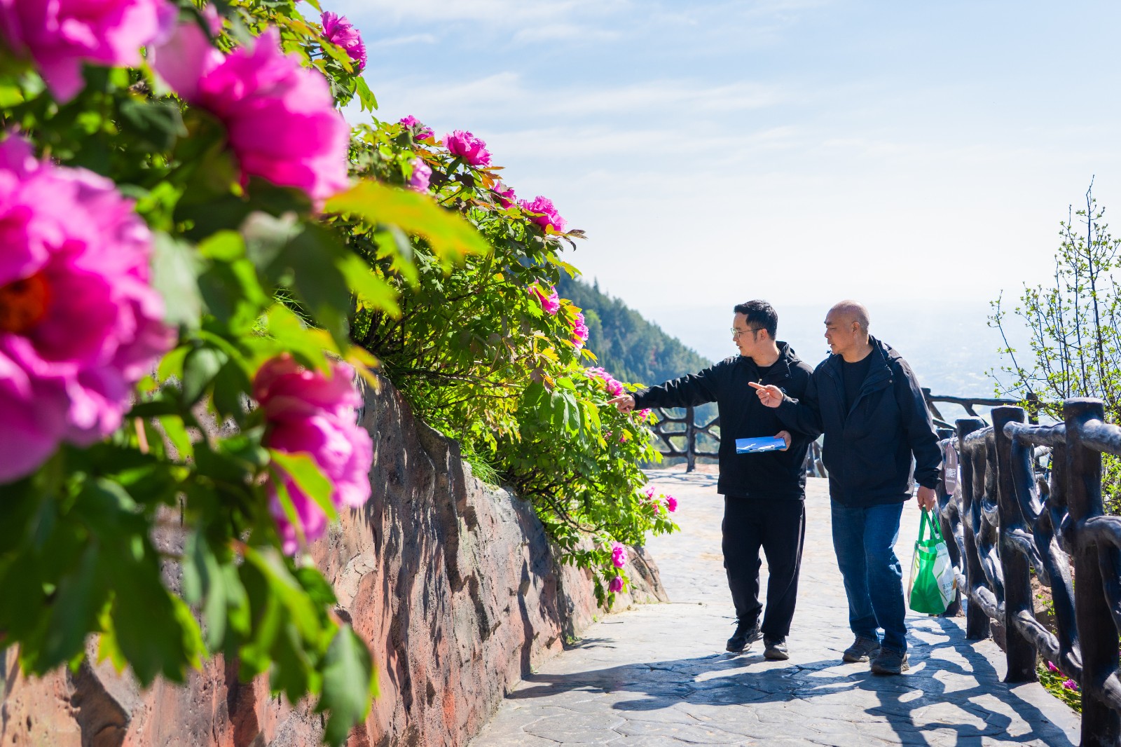 韩建党查看牡丹花长势 魏瑞摄.jpg