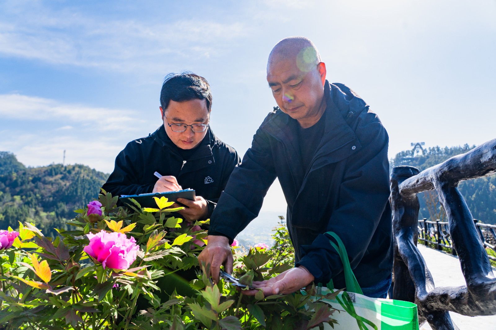 韩建党查看花苞情况  魏瑞摄.jpg