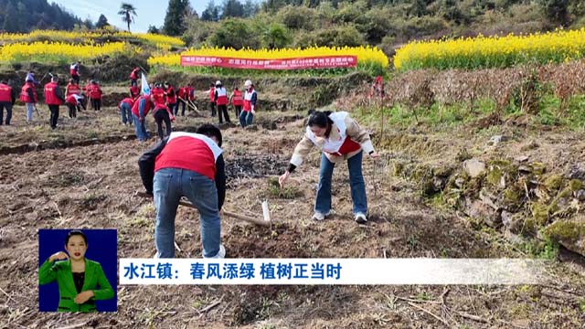 水江镇：春风添绿植树正当时