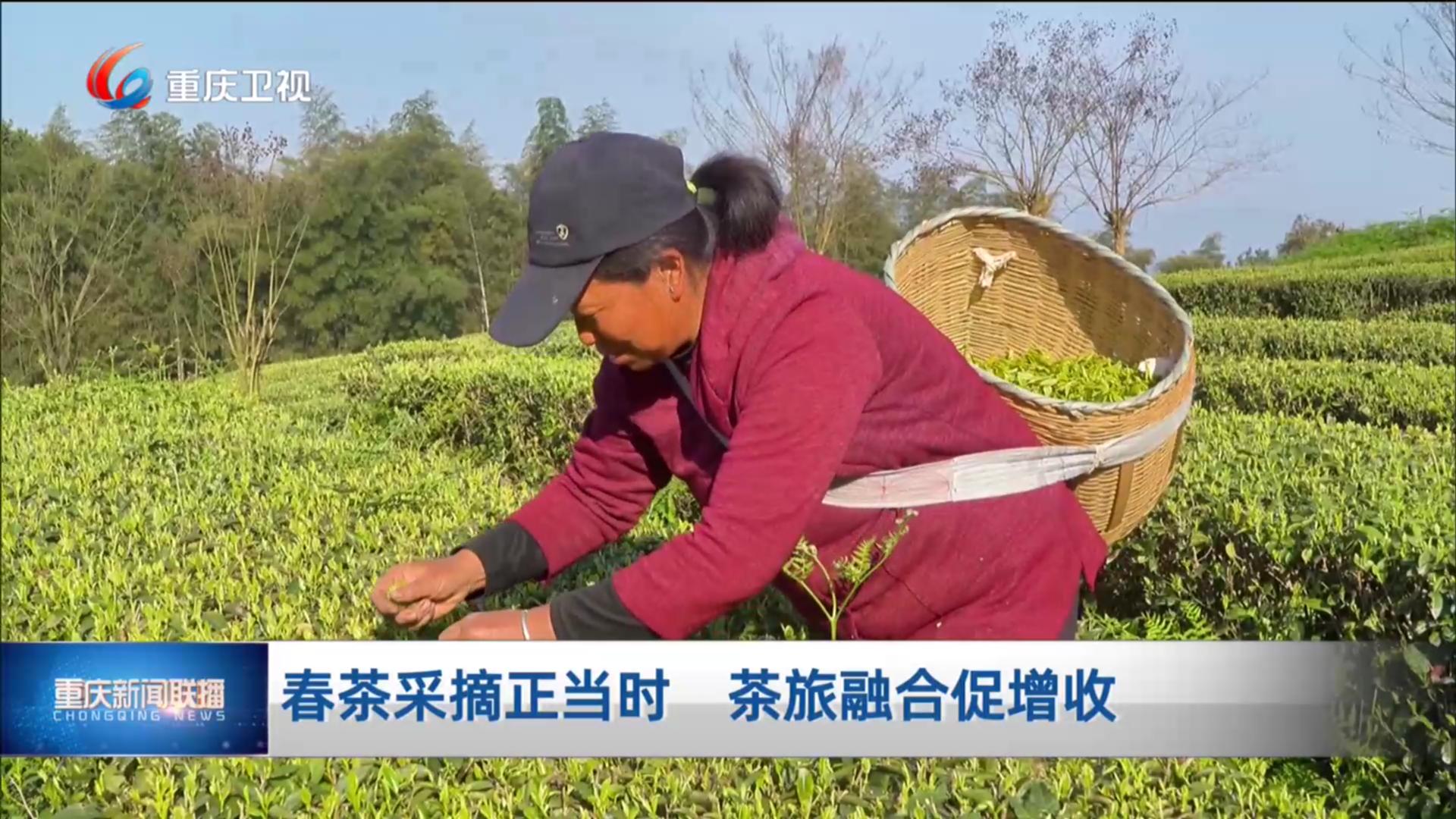 春茶采摘正当时 茶旅融合促增收