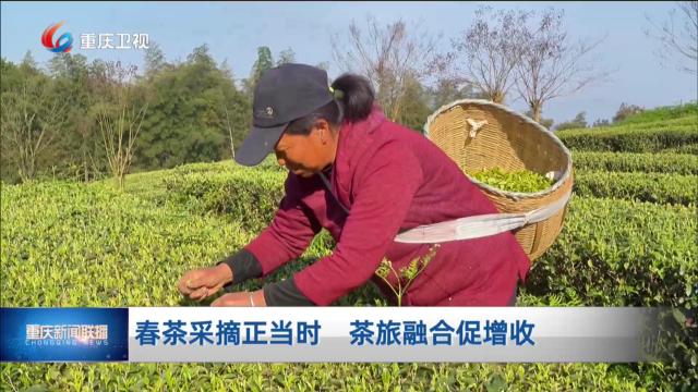 春茶采摘正当时 茶旅融合促增收