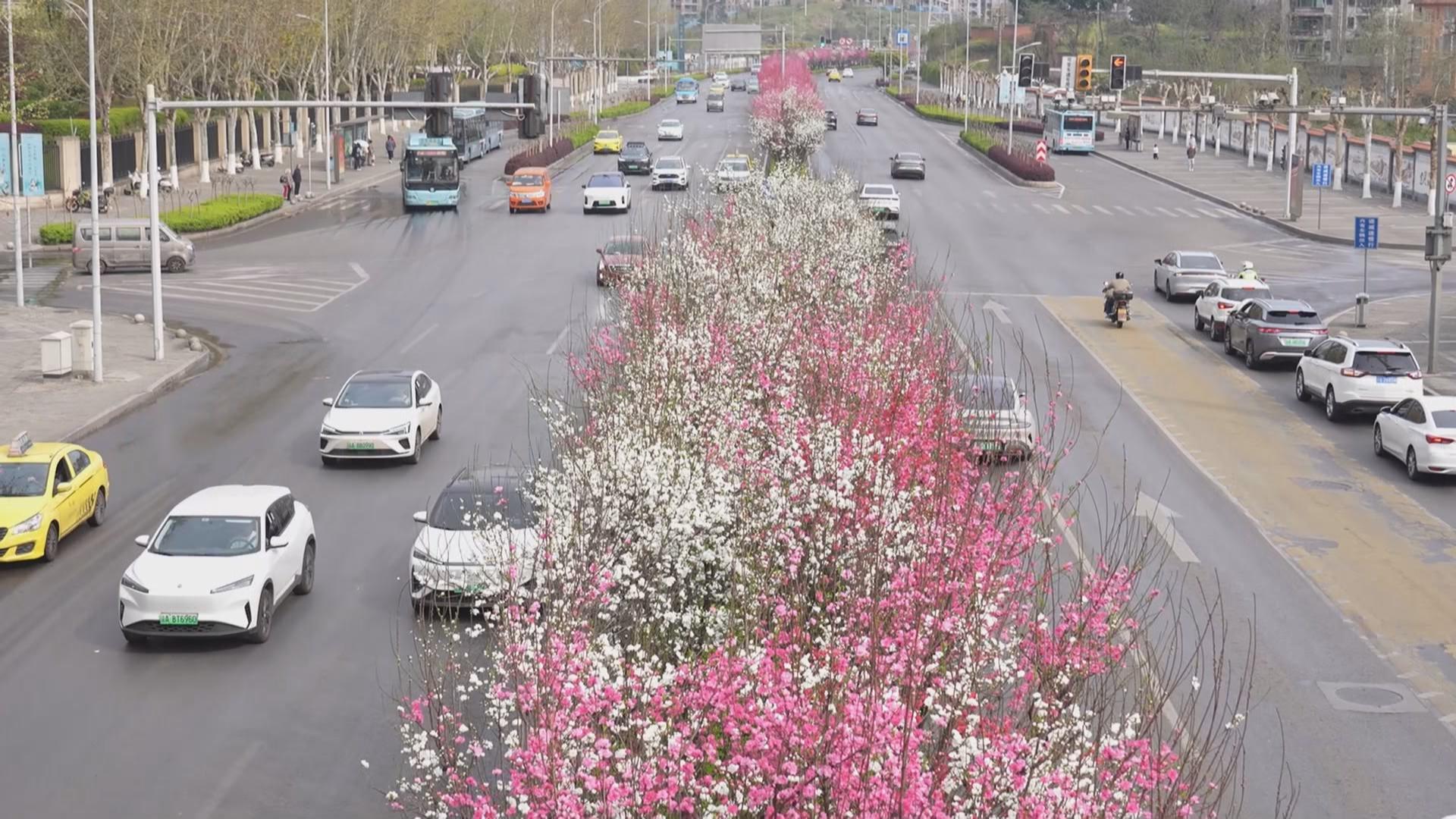 花开巴南 满城春色入画来