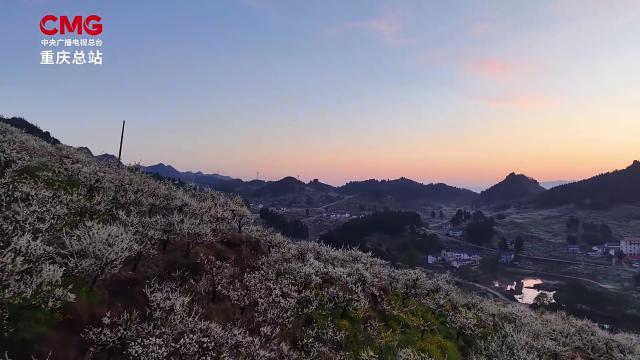 李花织雪覆青山 云海日出春光好
