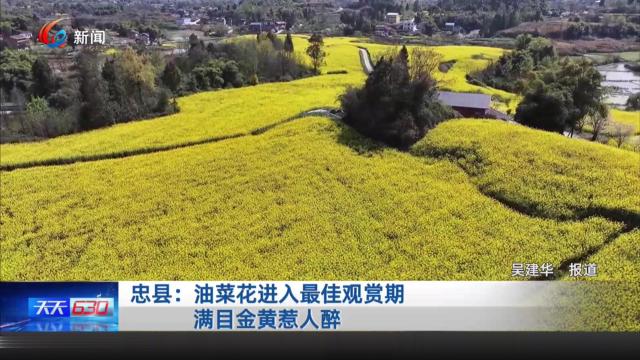 忠县：油菜花进入最佳观赏期 满目金黄惹人醉