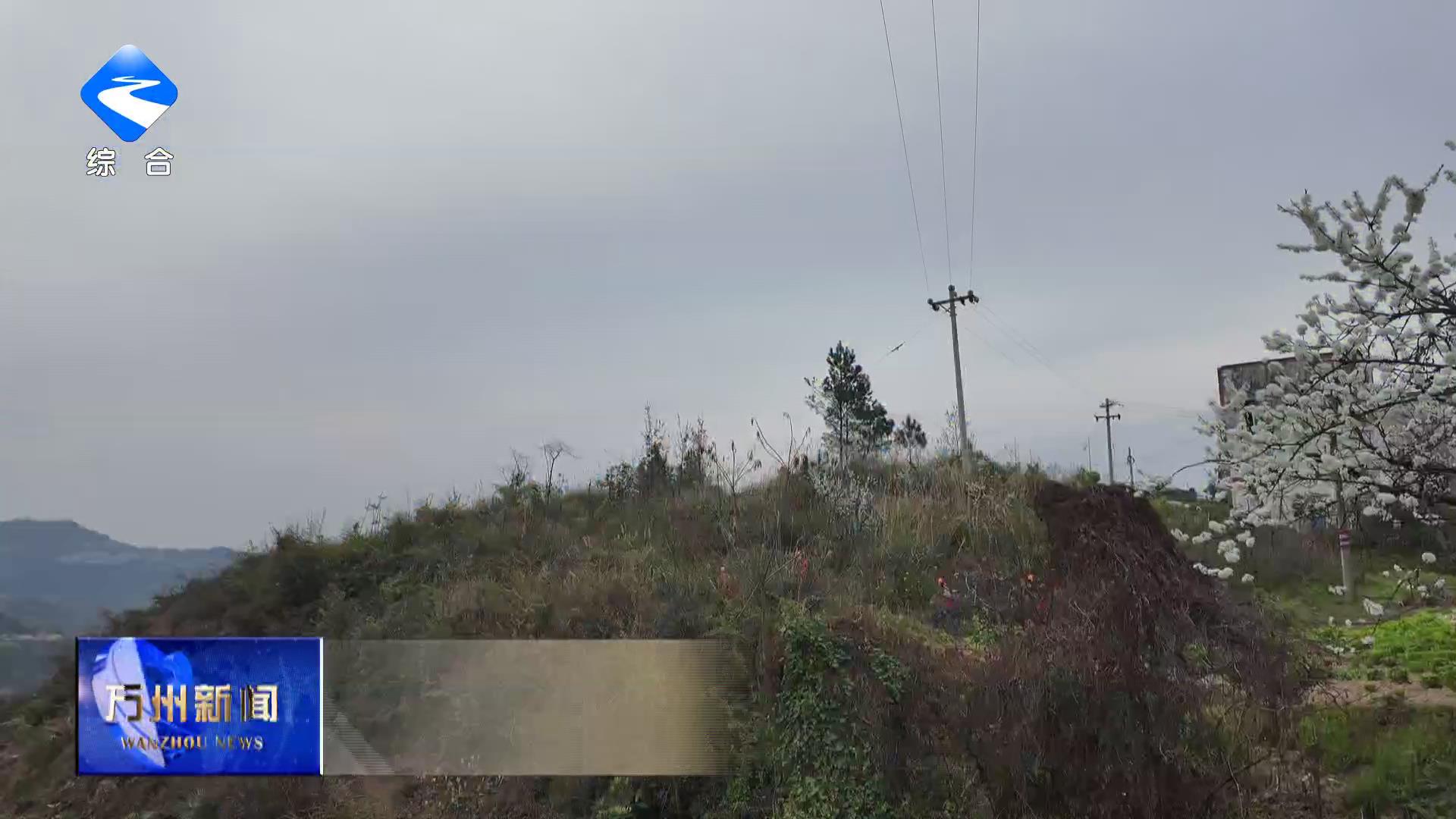 国网万州供电公司：林电共治筑安全屏障