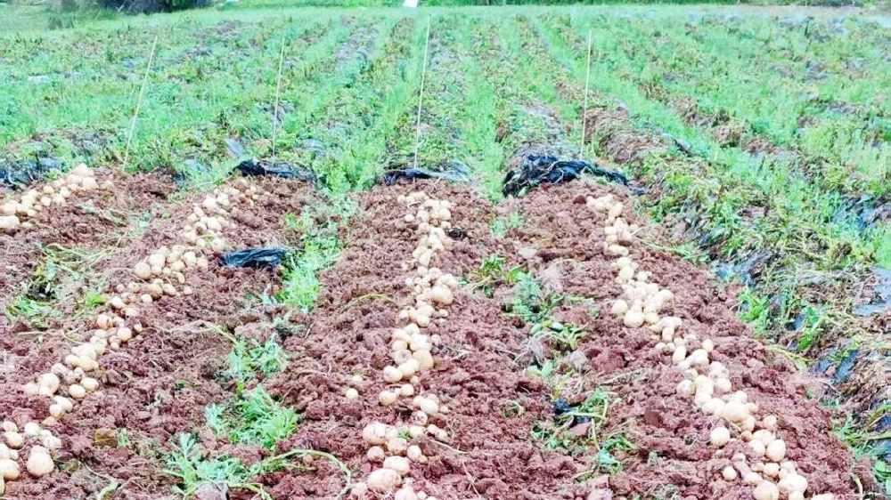 早熟、抗病、耐阴、高产 荣昌成功试种马铃薯新品种“缙云薯11号”