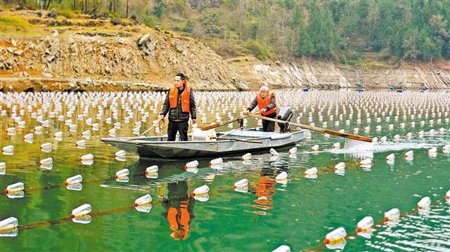 鱼蚌混养 酉阳珍珠产业起步 将全县推广生态养殖模式 布局全产业链带动村民增收