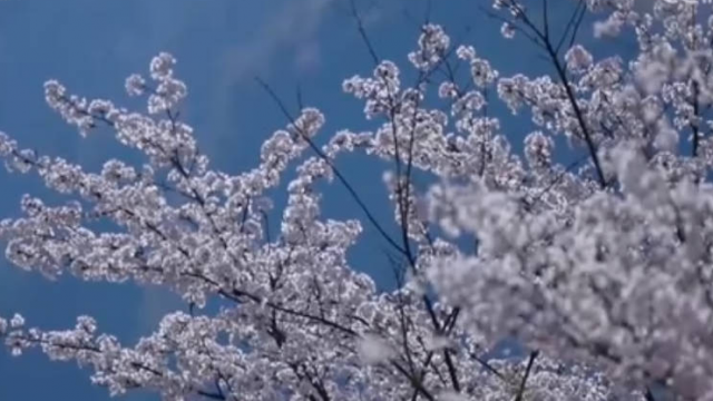 重庆涪陵 樱花如雪漫山谷 游人赏春浪漫游