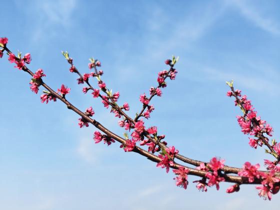 藏在石柱的“春日雪海”！300亩桃李花盛开，邀你赴一场浪漫之约