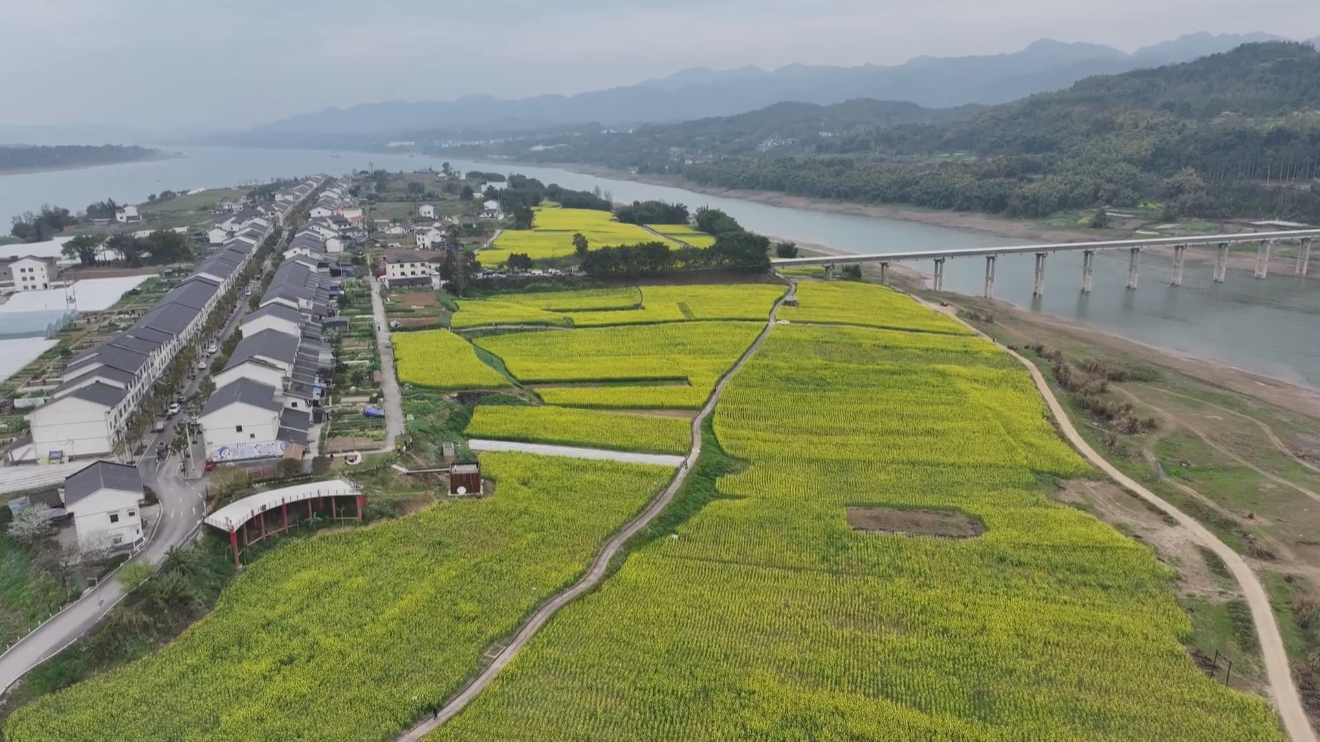 麻柳嘴镇：以农文旅融合发展绘就乡村振兴新画卷