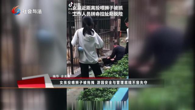 女孩投喂狮子被拖拽 游园安全与管理底线不容失守