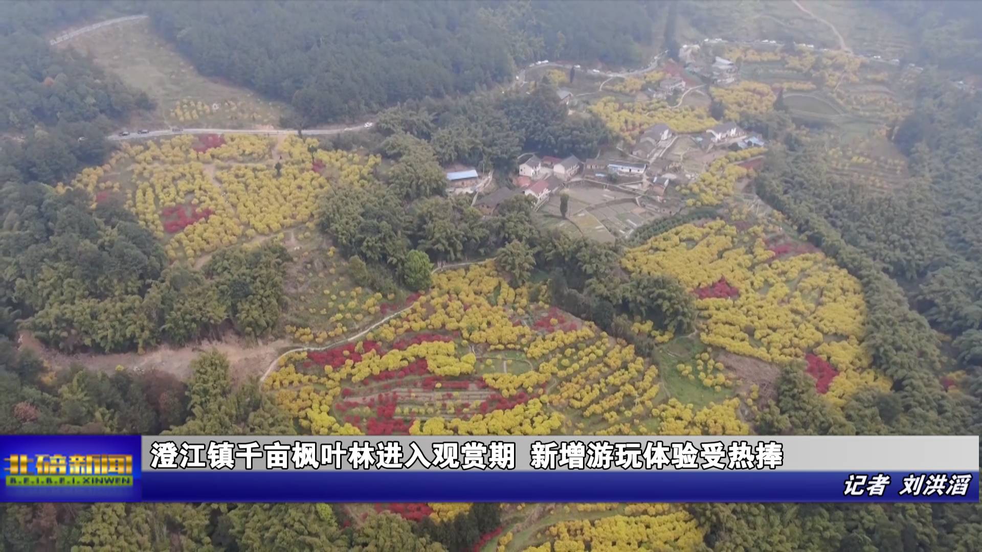 澄江镇千亩枫叶林进入观赏期 新增游玩体验受热捧