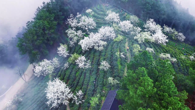 万州：春日梨花掩青垄 片片茶香仙境间