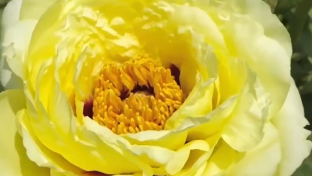 垫江牡丹最全攻略 常见品种一次认全