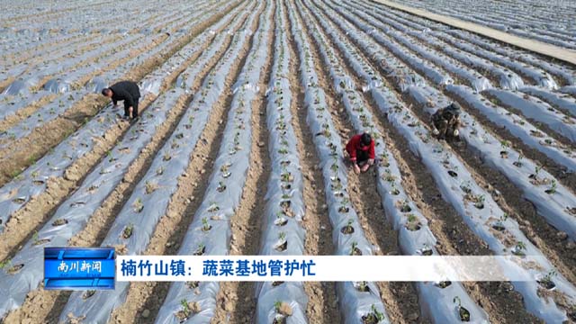 楠竹山镇：蔬菜基地管护忙