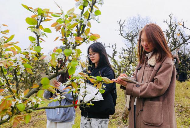 涪陵：梨花绽放美如画 学子梨园绘春意