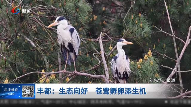 丰都：生态向好 苍鹭孵卵添生机