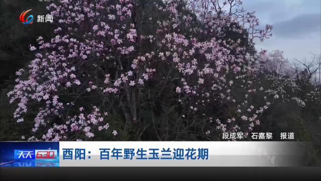 酉阳：百年野生玉兰迎花期