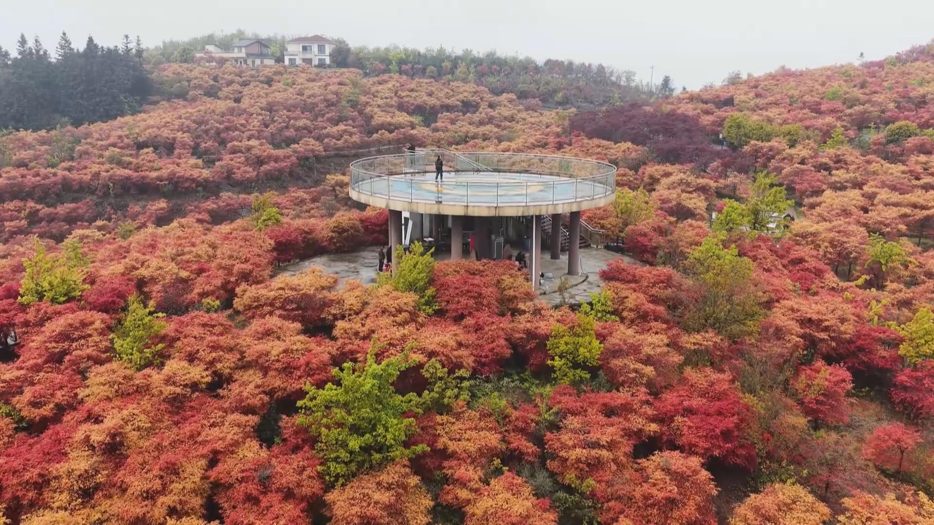 春日山城 “枫”景如画