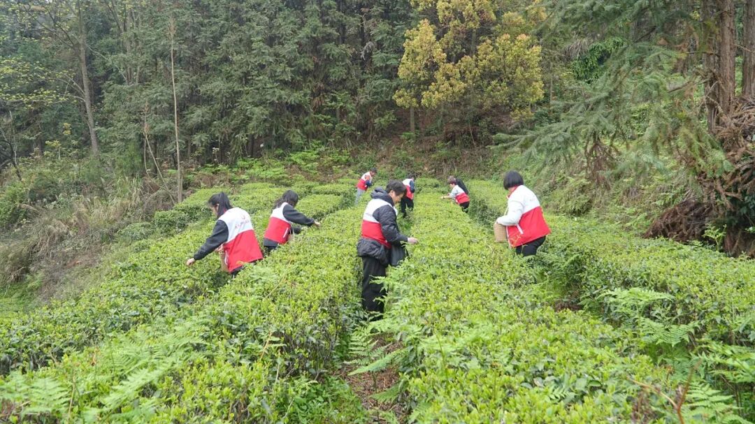 【志愿服务】南城街道：春茶飘香时，志愿采茶忙