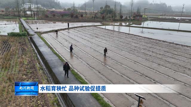 水稻育秧忙 品种试验促提质