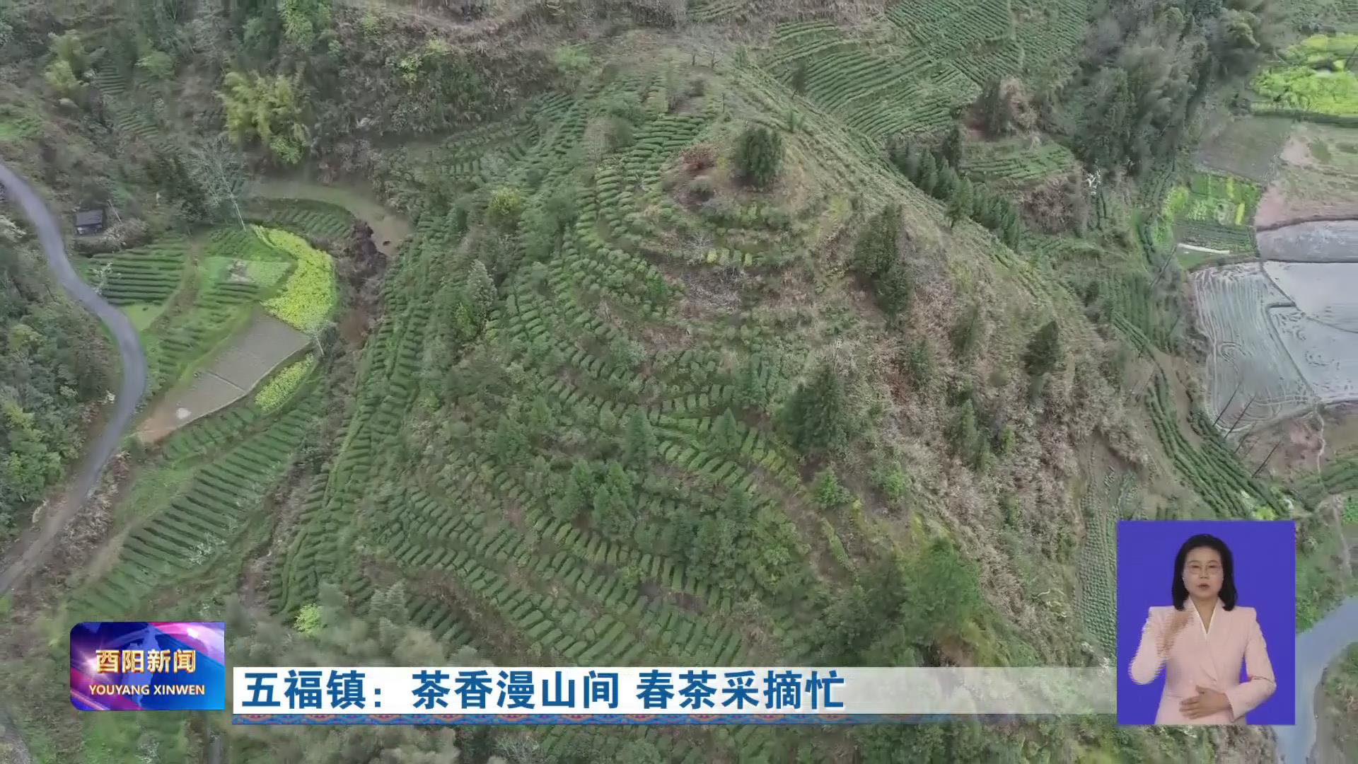 春茶飘香富山乡 农旅融合绘新景