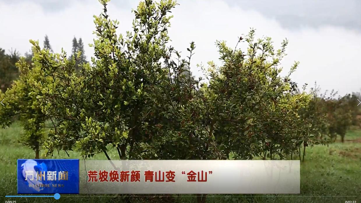 荒坡焕新颜 青山变“金山”