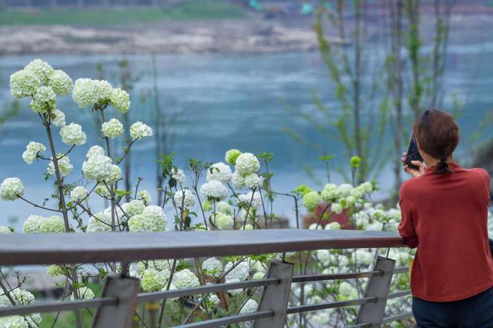 洁白花球与远处的江景相映成趣，构成了一幅充满生活气息的春日画卷。.jpeg