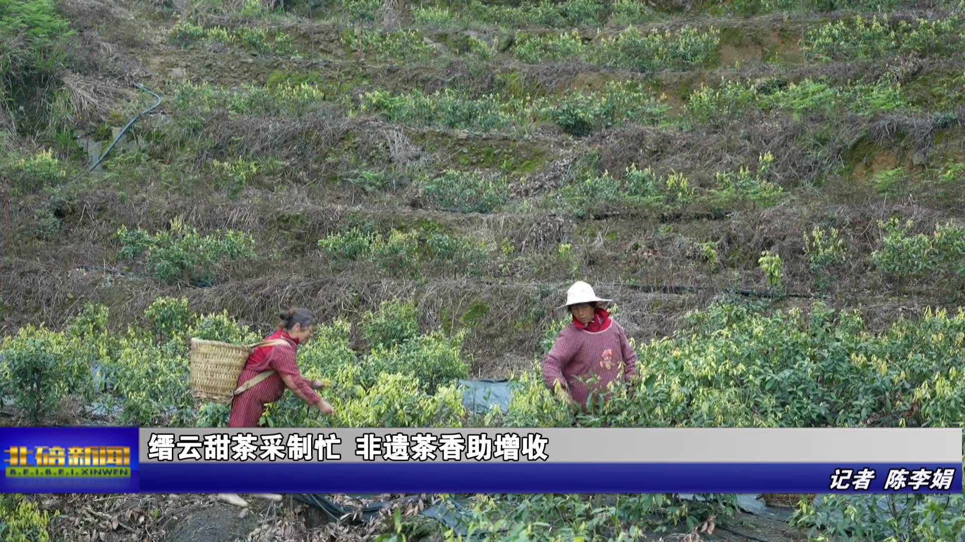 缙云甜茶采制忙 非遗茶香助增收