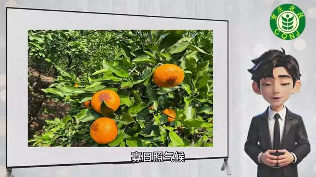【农技短视频】重庆柑橘轻简栽培技术