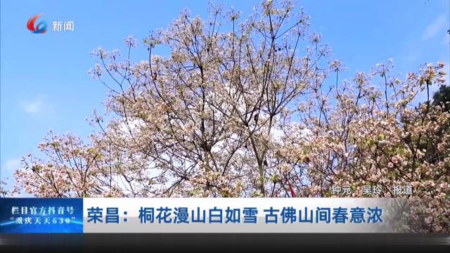荣昌：桐花漫山白如雪 古佛山间春意浓