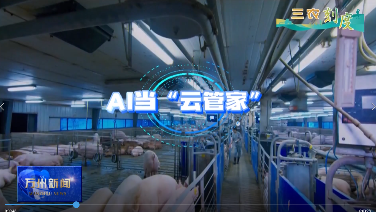 AI当猪倌 万州畜牧养殖业装上“智慧大脑”